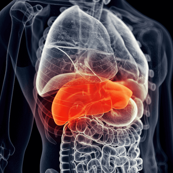 liver is essential for fat loss